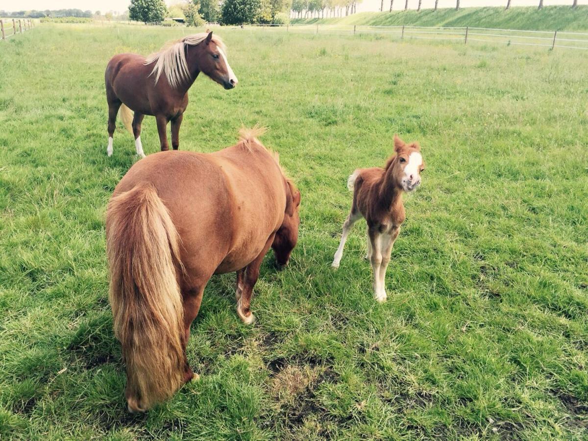 Buitenplaats Langewijk Zuidoostbeemster Esterno foto